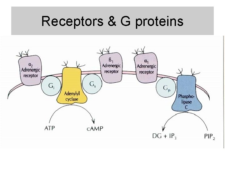 Receptors & G proteins Receptors & G proteins