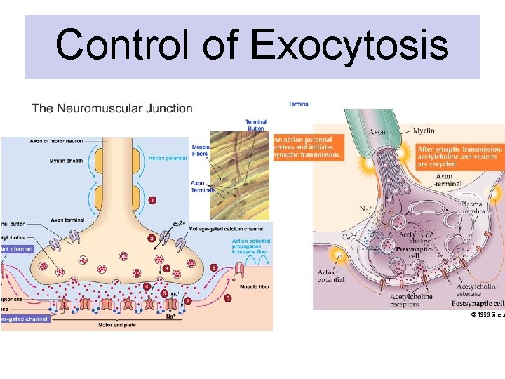 Control of Exocytosis Control of Exocytosis