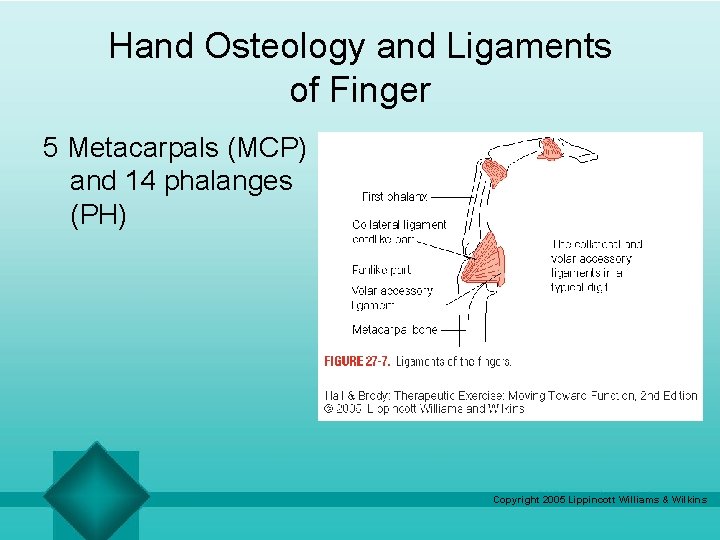 Hand Osteology and Ligaments of Finger 5 Metacarpals (MCP) and 14 phalanges (PH) Copyright