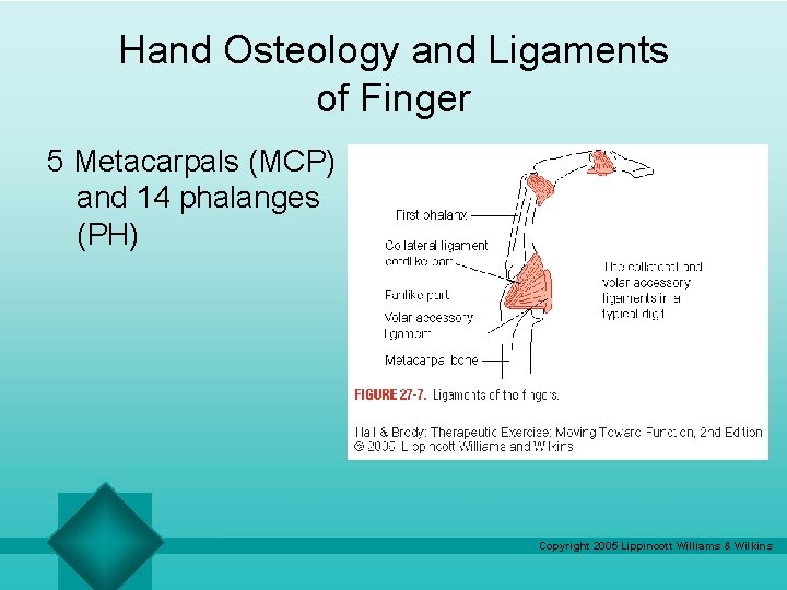 Hand Osteology and Ligaments of Finger 5 Metacarpals (MCP) and 14 phalanges (PH) Copyright Hand Osteology and Ligaments of Finger 5 Metacarpals (MCP) and 14 phalanges (PH) Copyright