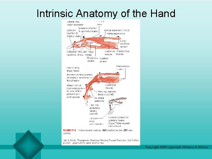 Intrinsic Anatomy of the Hand Copyright 2005 Lippincott Williams & Wilkins 