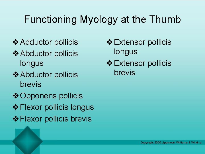 Functioning Myology at the Thumb v Adductor pollicis v Abductor pollicis longus v Abductor