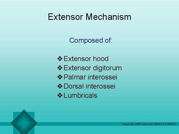 Extensor Mechanism Composed of: v Extensor hood v Extensor digitorum v Palmar interossei v