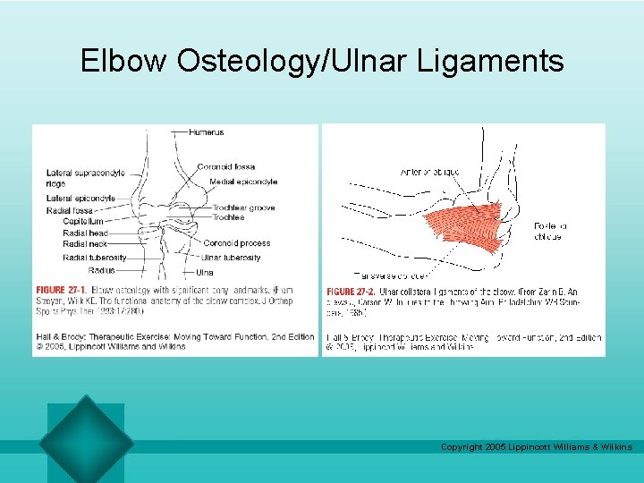 Elbow Osteology/Ulnar Ligaments Copyright 2005 Lippincott Williams & Wilkins 