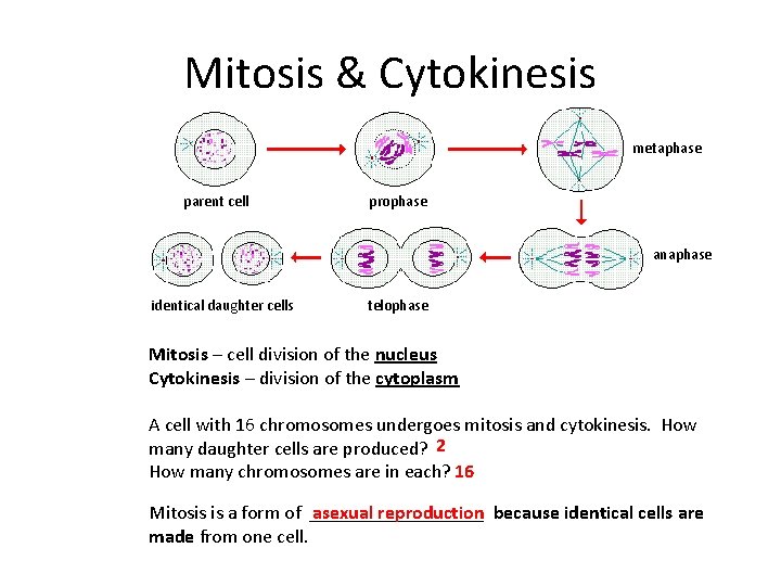 Cell Cycle Review Cell Cycle is controlled by