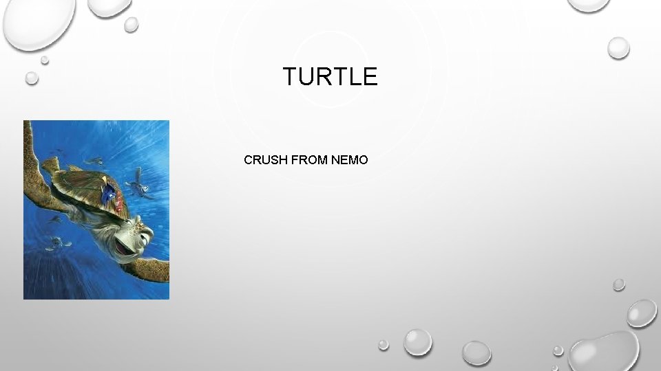 TURTLE CRUSH FROM NEMO 