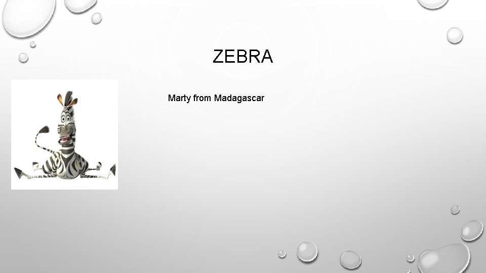 ZEBRA Marty from Madagascar 