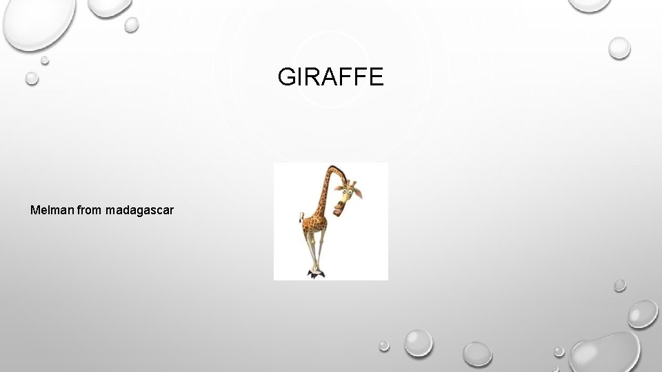 GIRAFFE Melman from madagascar 