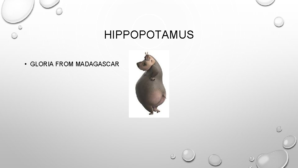 HIPPOPOTAMUS • GLORIA FROM MADAGASCAR 