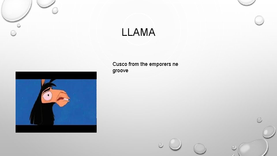 LLAMA Cusco from the emporers ne groove 