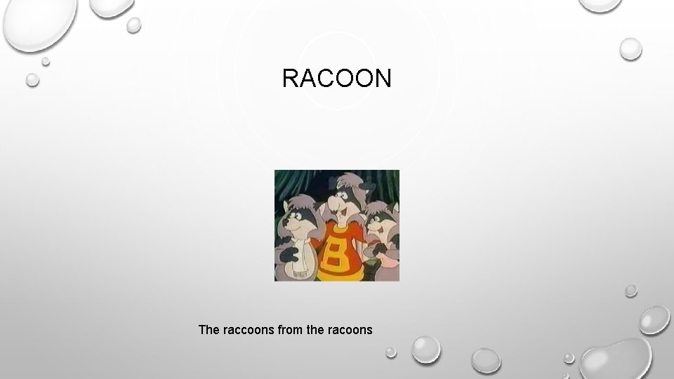 RACOON The raccoons from the racoons 