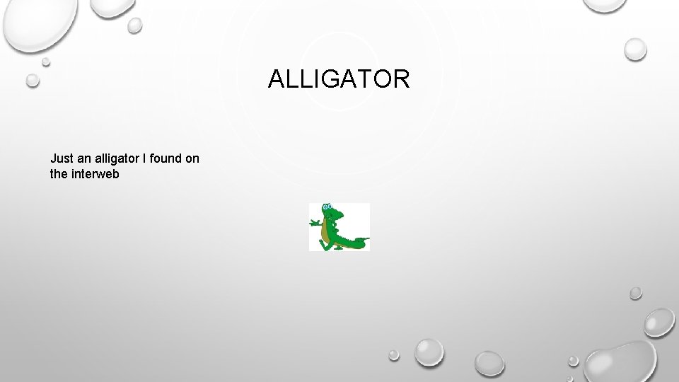 ALLIGATOR Just an alligator I found on the interweb 