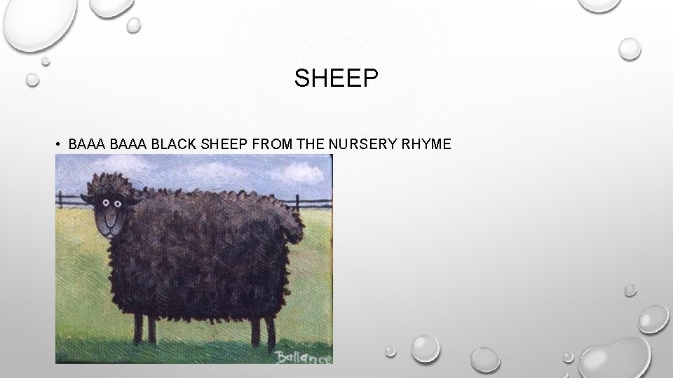 SHEEP • BAAA BLACK SHEEP FROM THE NURSERY RHYME 