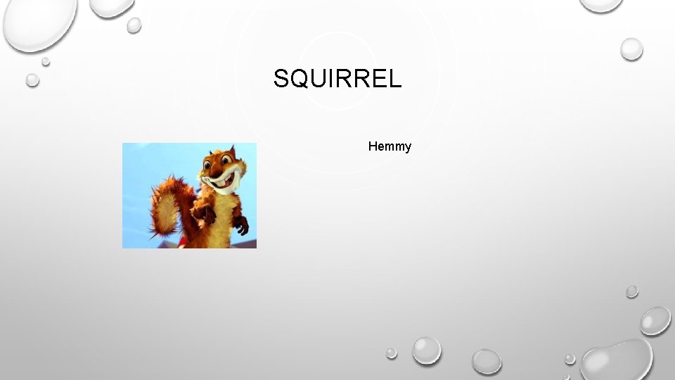 SQUIRREL Hemmy 