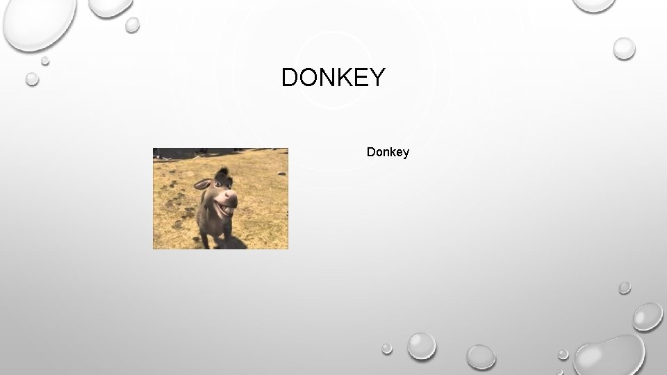 DONKEY Donkey 