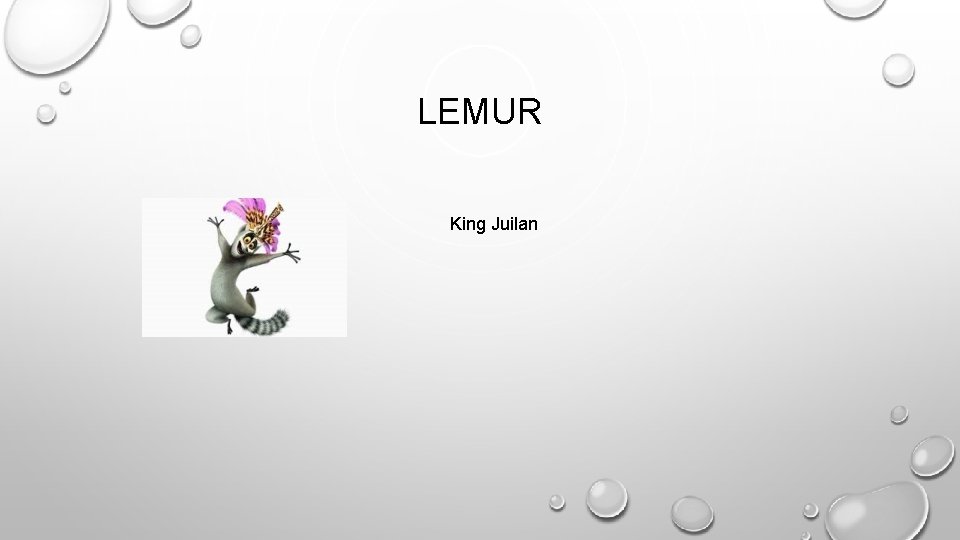 LEMUR King Juilan 