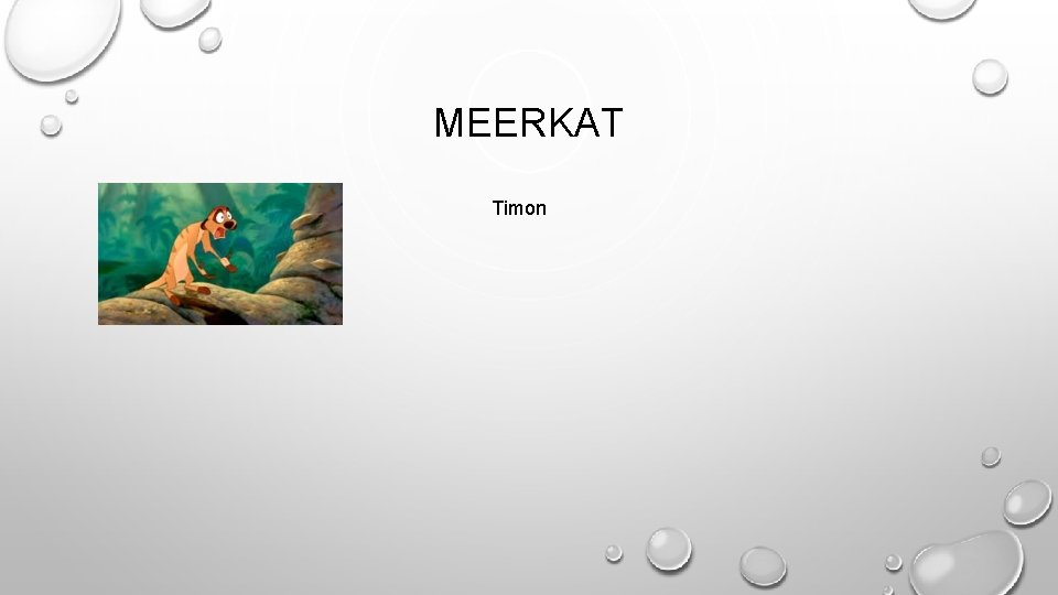 MEERKAT Timon 