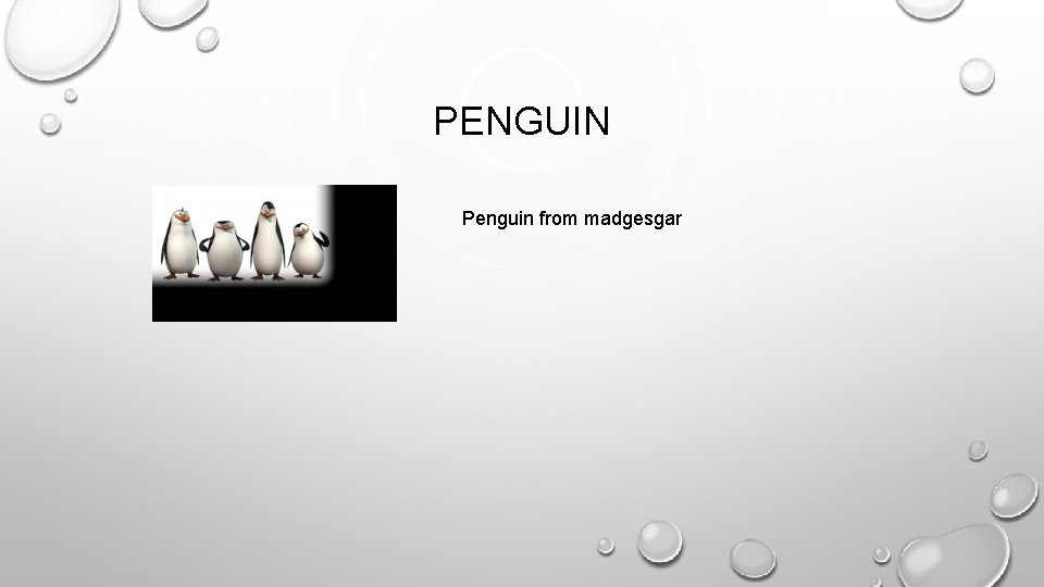 PENGUIN Penguin from madgesgar 