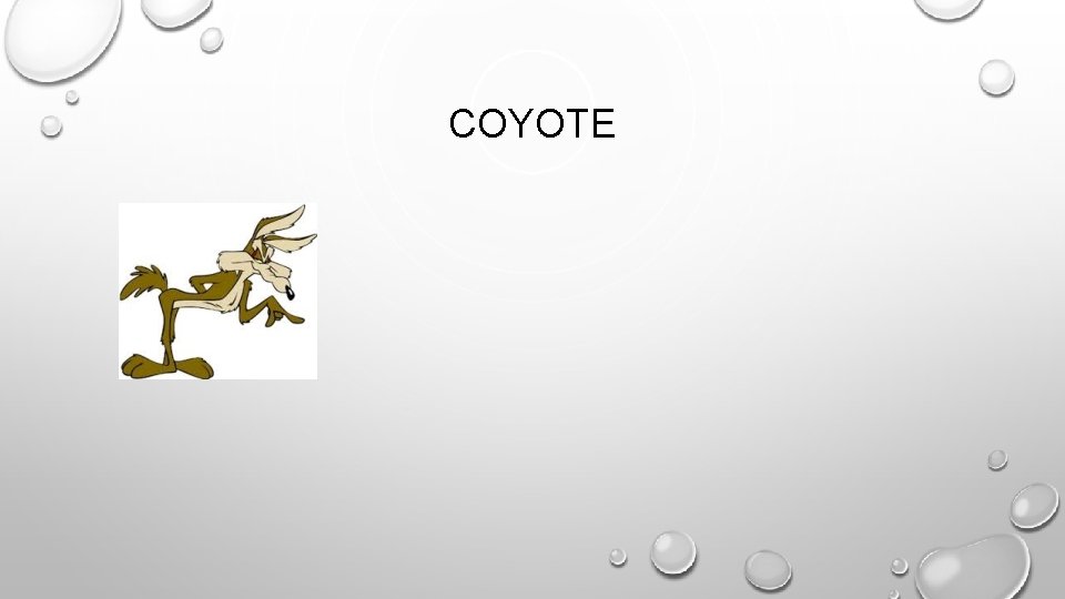 COYOTE 