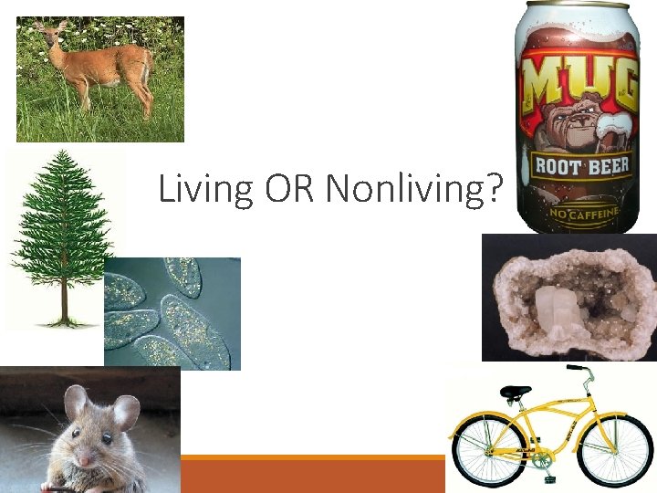 Living OR Nonliving? 