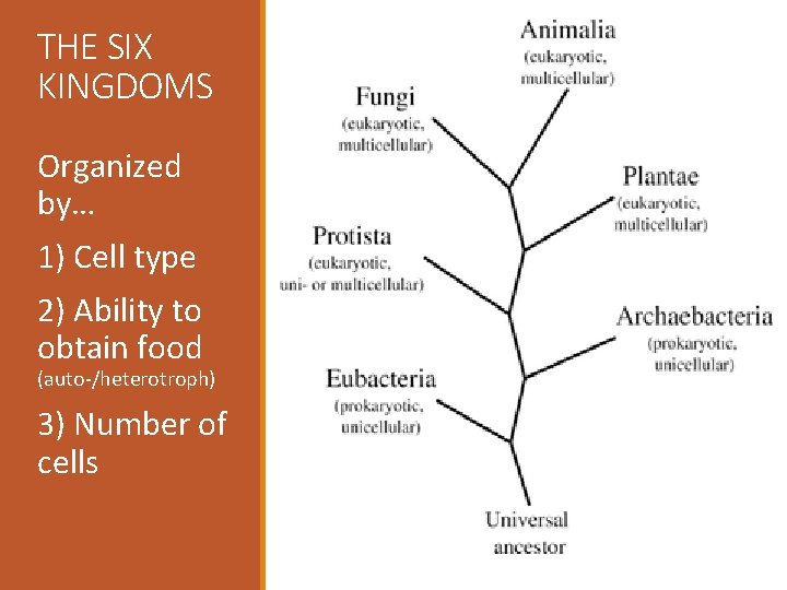 THE SIX KINGDOMS Organized by… 1) Cell type 2) Ability to obtain food (auto-/heterotroph)