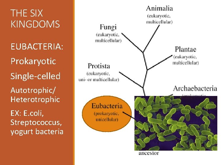 THE SIX KINGDOMS EUBACTERIA: Prokaryotic Single-celled Autotrophic/ Heterotrophic EX: E. coli, Streptococcus, yogurt bacteria