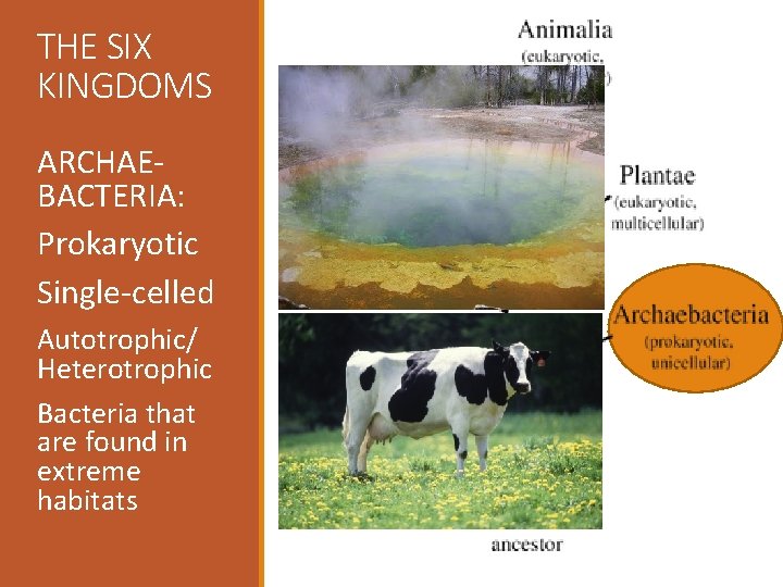 THE SIX KINGDOMS ARCHAEBACTERIA: Prokaryotic Single-celled Autotrophic/ Heterotrophic Bacteria that are found in extreme