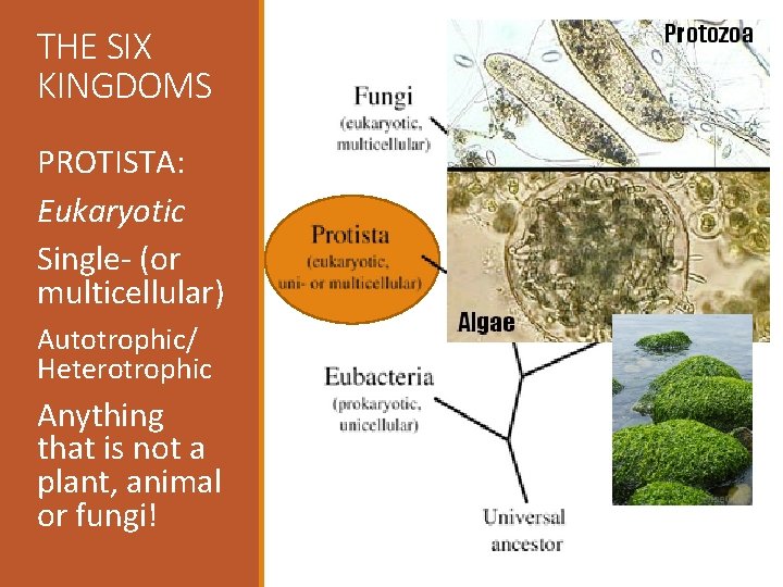 THE SIX KINGDOMS PROTISTA: Eukaryotic Single- (or multicellular) Autotrophic/ Heterotrophic Anything that is not