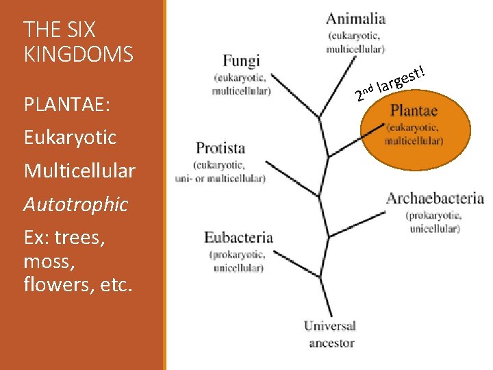 THE SIX KINGDOMS PLANTAE: Eukaryotic Multicellular Autotrophic Ex: trees, moss, flowers, etc. ! nd