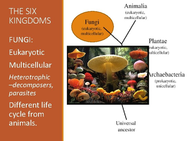 THE SIX KINGDOMS FUNGI: Eukaryotic Multicellular Heterotrophic –decomposers, parasites Different life cycle from animals.