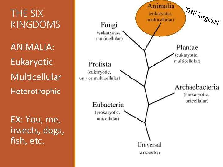 THE SIX KINGDOMS ANIMALIA: Eukaryotic Multicellular Heterotrophic EX: You, me, insects, dogs, fish, etc.