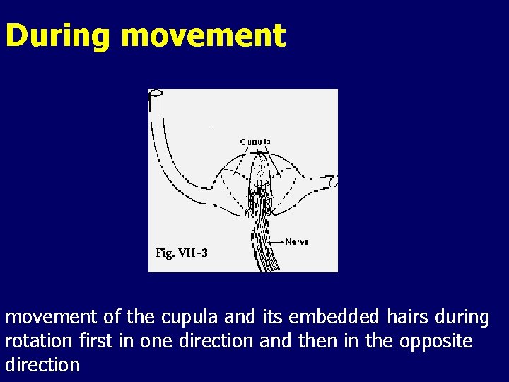 During movement of the cupula and its embedded hairs during rotation first in one During movement of the cupula and its embedded hairs during rotation first in one