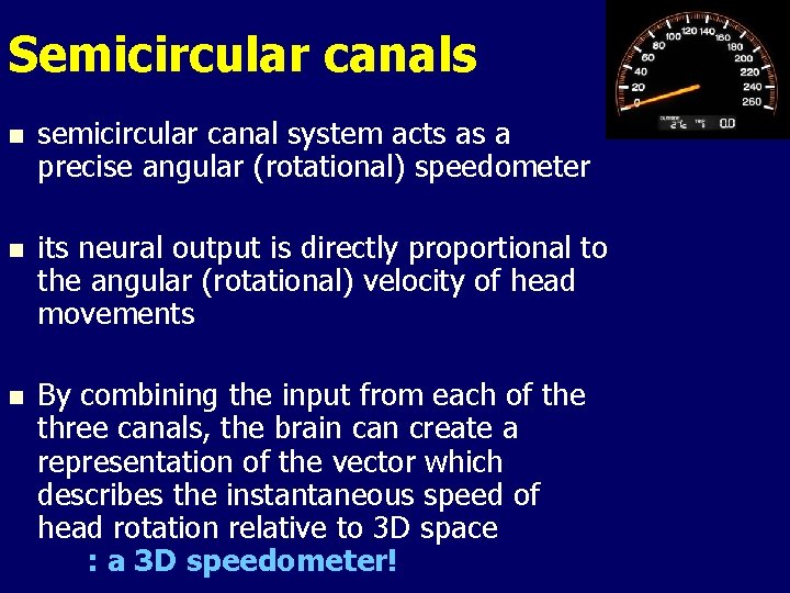Semicircular canals n semicircular canal system acts as a precise angular (rotational) speedometer n Semicircular canals n semicircular canal system acts as a precise angular (rotational) speedometer n