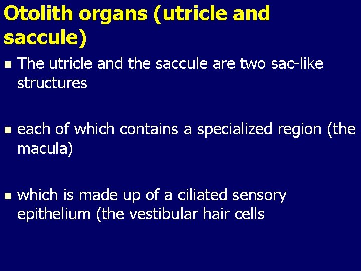 Otolith organs (utricle and saccule) n The utricle and the saccule are two sac-like Otolith organs (utricle and saccule) n The utricle and the saccule are two sac-like