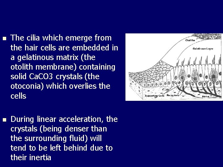 n The cilia which emerge from the hair cells are embedded in a gelatinous n The cilia which emerge from the hair cells are embedded in a gelatinous