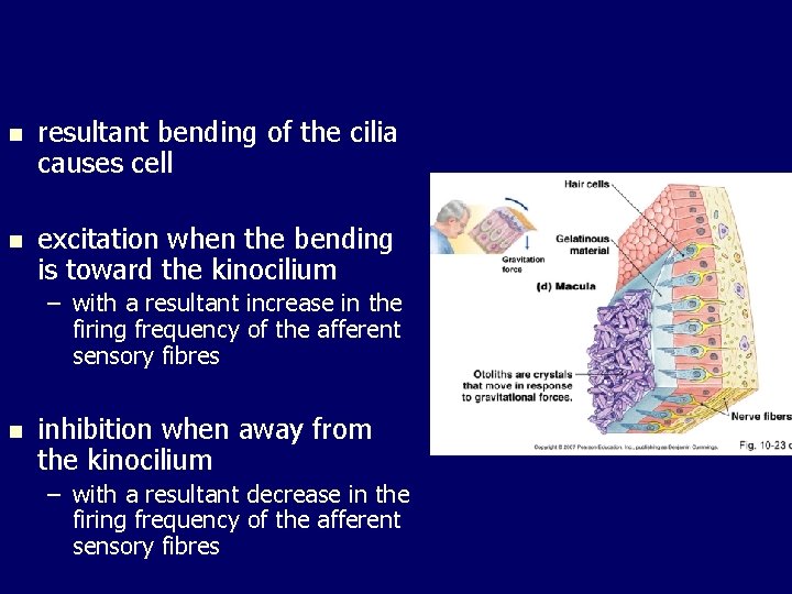 n resultant bending of the cilia causes cell n excitation when the bending is n resultant bending of the cilia causes cell n excitation when the bending is