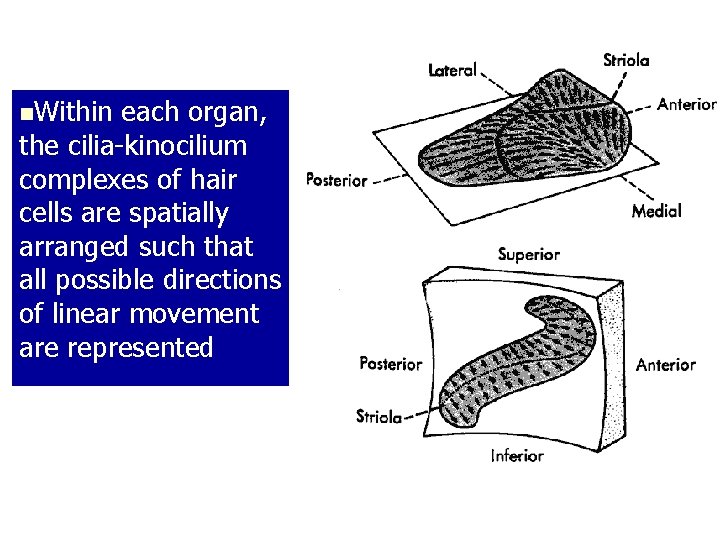 n. Within each organ, the cilia-kinocilium complexes of hair cells are spatially arranged such n. Within each organ, the cilia-kinocilium complexes of hair cells are spatially arranged such