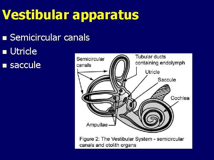Vestibular apparatus Semicircular canals n Utricle n saccule n Vestibular apparatus Semicircular canals n Utricle n saccule n