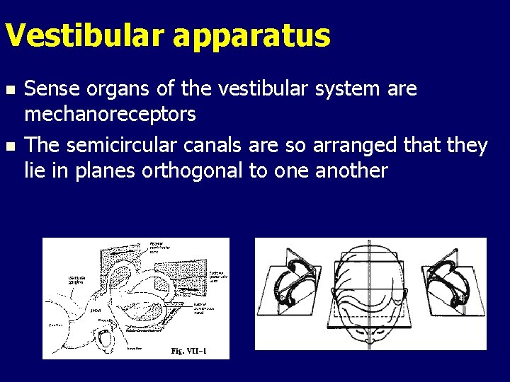 Vestibular apparatus n n Sense organs of the vestibular system are mechanoreceptors The semicircular Vestibular apparatus n n Sense organs of the vestibular system are mechanoreceptors The semicircular