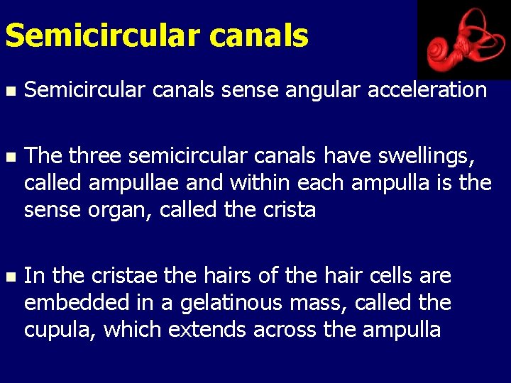 Semicircular canals n Semicircular canals sense angular acceleration n The three semicircular canals have Semicircular canals n Semicircular canals sense angular acceleration n The three semicircular canals have