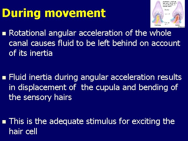 During movement n Rotational angular acceleration of the whole canal causes fluid to be During movement n Rotational angular acceleration of the whole canal causes fluid to be