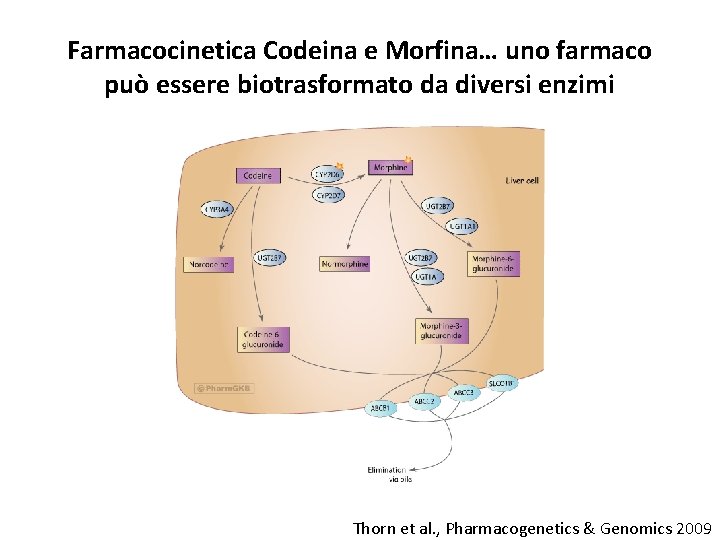 Farmacocinetica Codeina e Morfina… uno farmaco può essere biotrasformato da diversi enzimi Thorn et