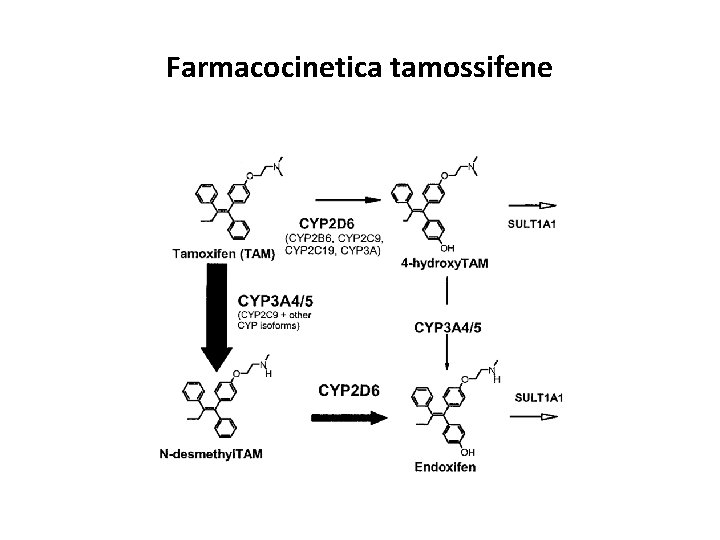 Farmacocinetica tamossifene 