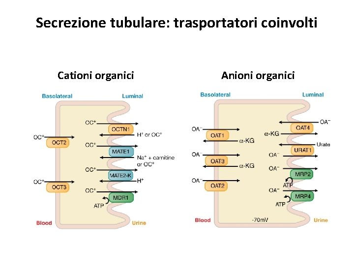 Secrezione tubulare: trasportatori coinvolti Cationi organici Anioni organici 