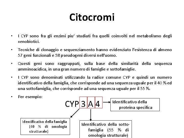 Citocromi • I CYP sono fra gli enzimi piu’ studiati fra quelli coinvolti nel