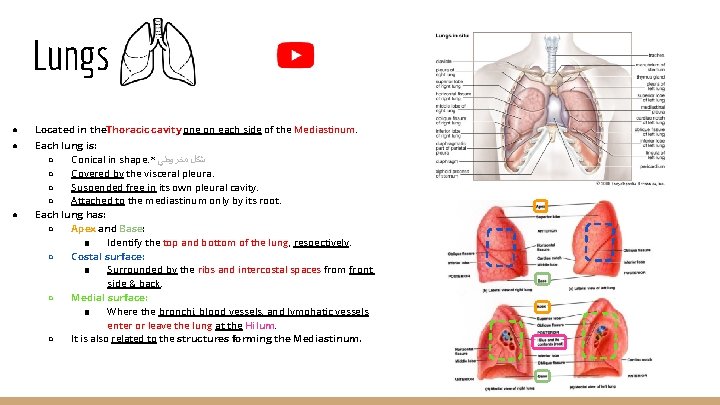 Lungs ● Located in the. Thoracic cavity, one on each side of the Mediastinum.