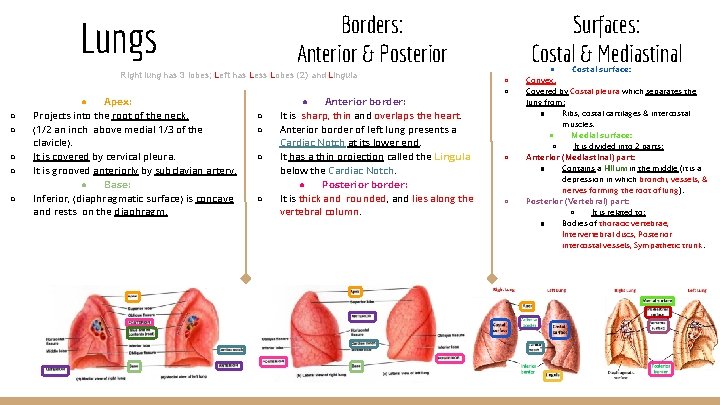 Borders: Anterior & Posterior Lungs Right lung has 3 lobes; Left has Less Lobes