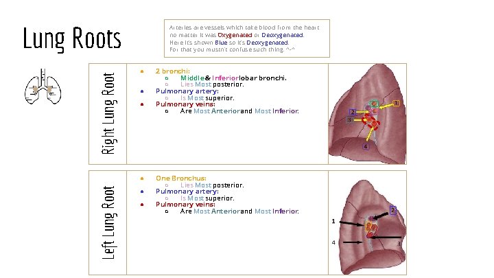 Right Lung Roots Arteries are vessels which take blood from the heart no matter