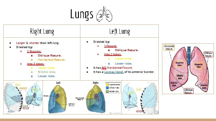 Lungs Right Lung ● ● Larger & shorter than left lung. Divided by: ○