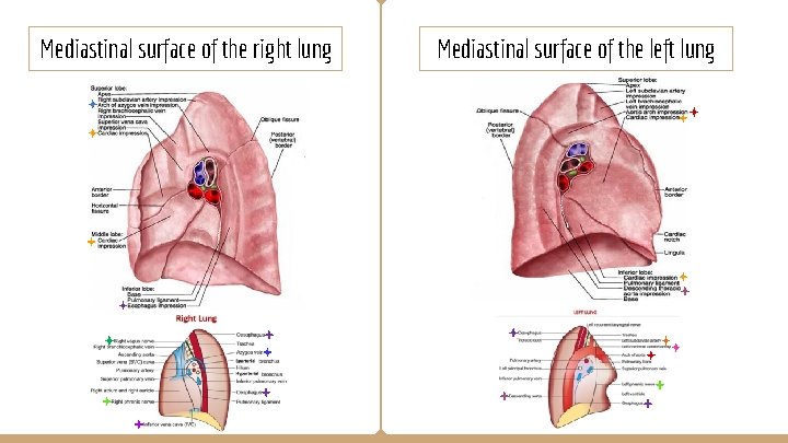 Mediastinal surface of the right lung Mediastinal surface of the left lung 